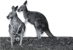 Silver kangaroo