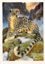 Snow Leopard Panthera Uncia 1924 Animalia Public Domain