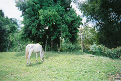 Speckled Horse in Jungle
