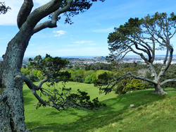 Trees of New Zealand