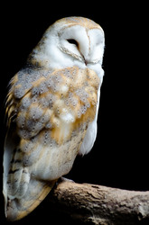 Barn Owl - Tyto Alba - Bird