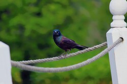 A bird perched on a rope in between two wooden posts.