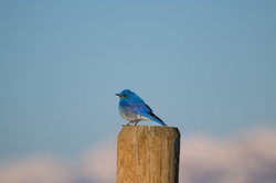 Portrait of a Mountain Bluebird