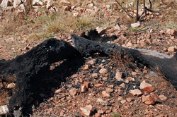 Charred remains of a burnt tree stump after a wild fire