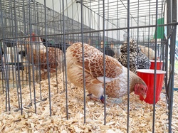 Caged chickens in an agricultural fair