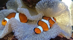 Salt water fish tank with clown loaches on white coral