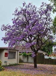 Jacaranda Tree Purple Flowers, taken in Maylands, Western Australia 1 November 2020