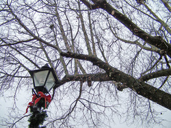 A decorated lamppost and a tree strung with Christmas lights