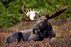 Moose in Russian forest