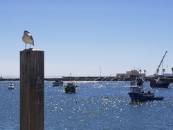 Portugal harbor with boats and a seagull on post