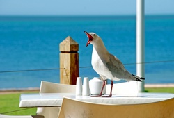 Seagull perched on a cafe table by the sea