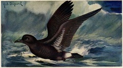 Storm Petrel Bird Hydrobates pelagicus Publicdomain Illustration Animalia