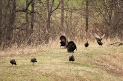 A group of wild turkey walking in a field in early spring.