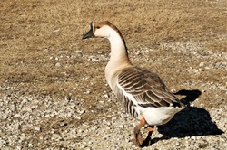 A brown and white Chinese goose walking across a farm yard.
