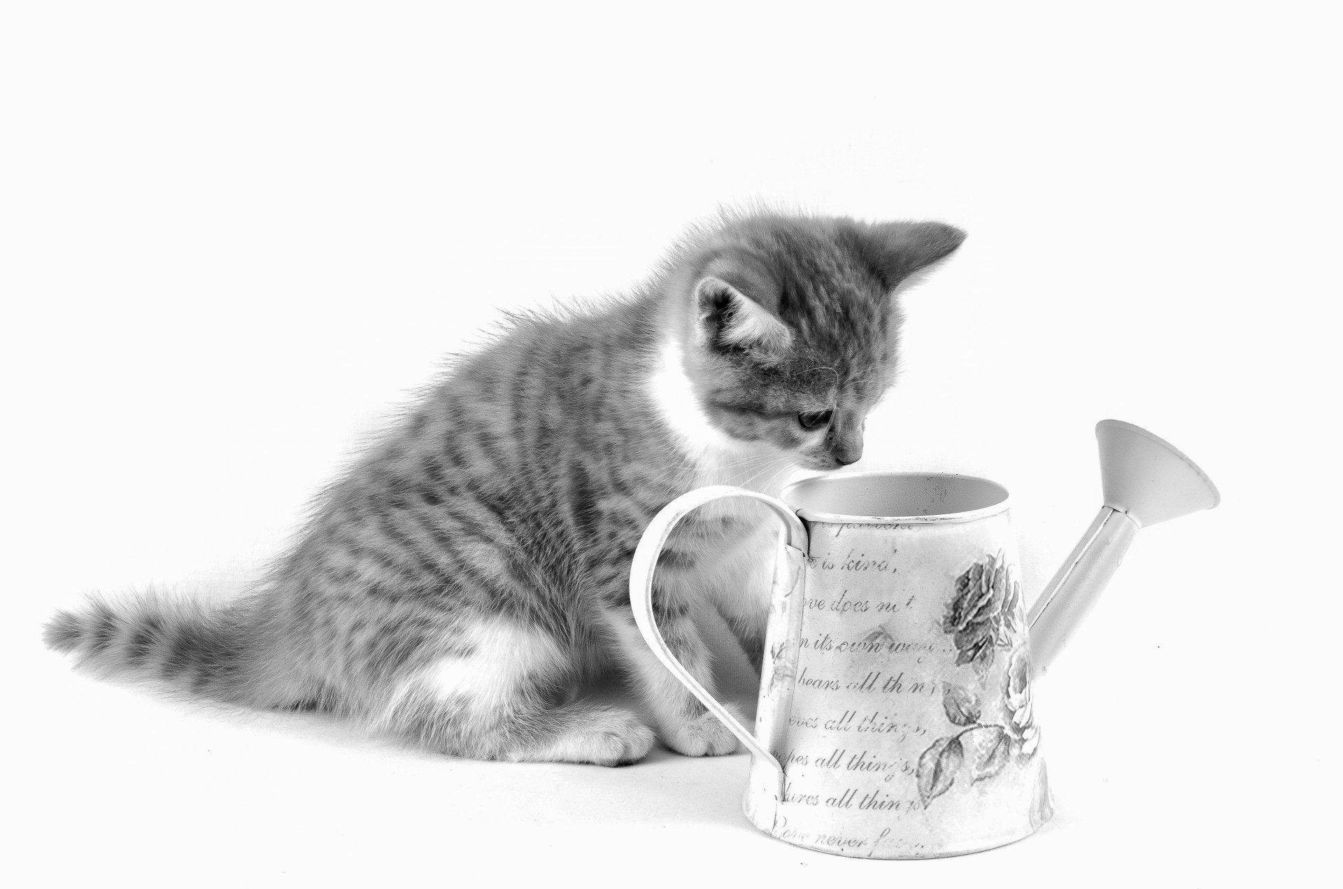 Kitten and watering can, black and white