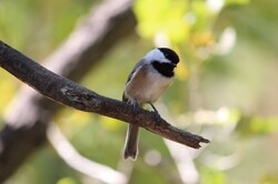 Chickadee: An adorable Black-capped Chickadee (Poecile atricapillus) on an branch with green in the background.