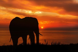 Beautiful orange sunset with elephant silhouette