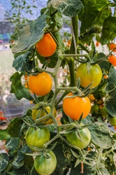 Gardening tomato Fresh organic tomato Farm