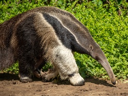 Giant anteater walking