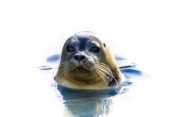 Grey seal swimming in the water