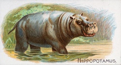 Hippopotamus Hippo Year 1890 Artist Unknown Allen 