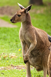 Kangaroo looking at something
