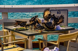 Pigeons walk and fly over a table before devouring all the scraps