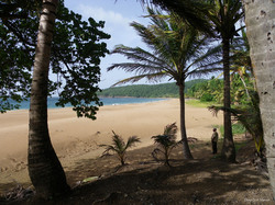 View from the north of the beach of Deshaies from the coconut - Guadeloupe