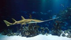 Smalltooth sawfish (Pristis pectinata), also known as the Carpenter Shark