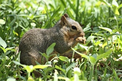 Close-up of a cute little fox squirrel in hiding in tall grass as he eats sunflower seeds from the ground.