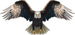 The Bald Eagle Flapped Its Wings