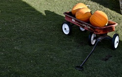 Old red wagon with ripe orange pumpkins
