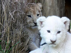 Normal colored lion cub half hiding in grass behind white lion cub