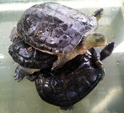 3 tortoises pyramid