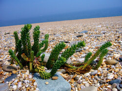 Seaside in Devon