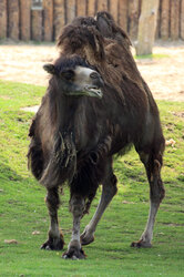 Bactrian camel in Chester zoo