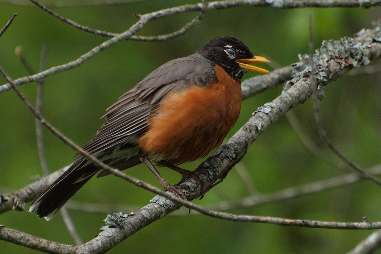 American Robin - Turdus migrotorius