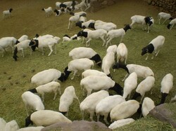 Goats in Mendoza