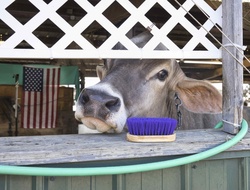 Cow In Stall At State Fair