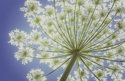 Dill flower blossom macro close up details photo photography closeup