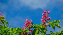 Spring flowers in the park