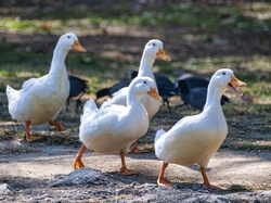 Four ducks walking with duck in front quacking