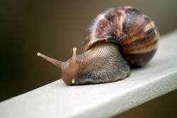 Giant snail in Singapore