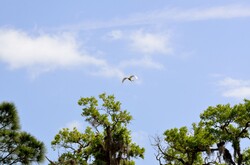 Great Heron flying over the tree tops of Florida