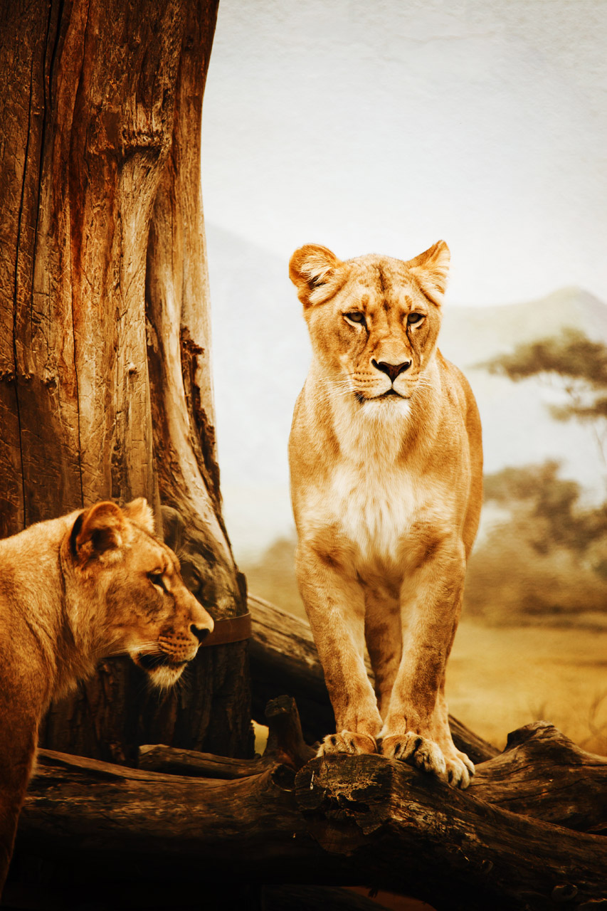Two lions standing in dry yellow environment, one of them is on the log