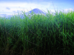 Mount Fuji Japan in spring