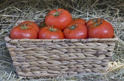 Organic Tomatoes, Amish Country, Lancaster, PA