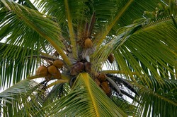 Coconut palm on one of the islands of the Maldives