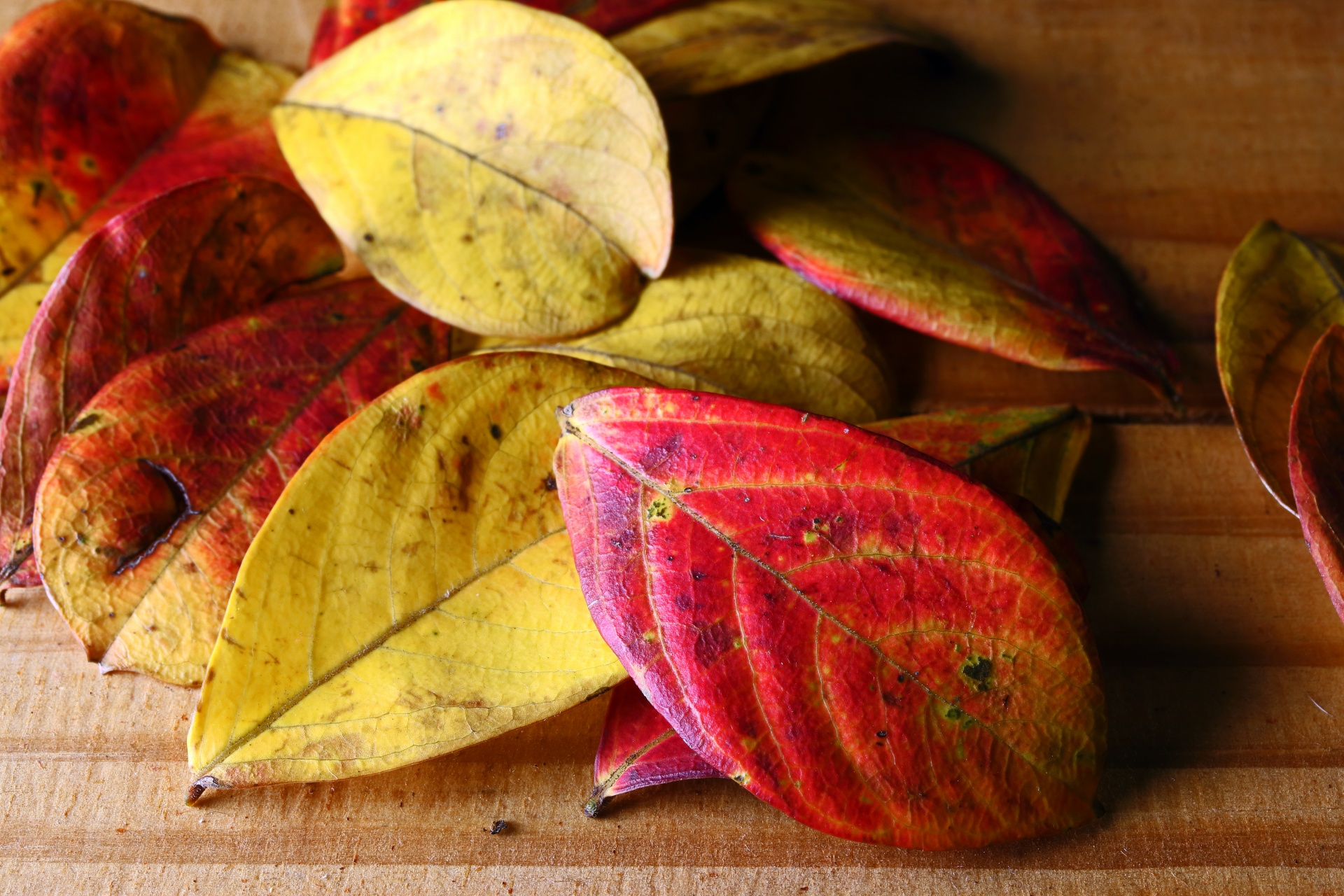 Fallen pride of india leaves in autumn on a table top