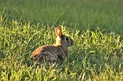 Close-up of a little brown cottontail rabbit eating a blade of grass, in evening light.
